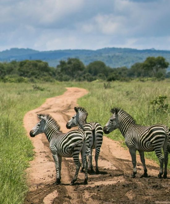 Safari grupal Karibuni
