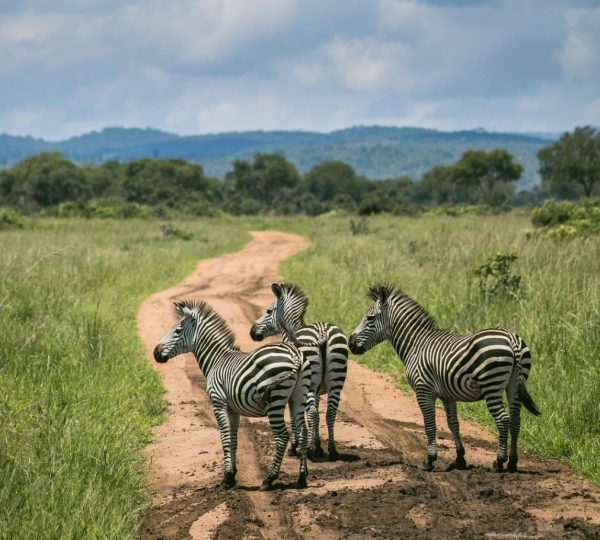 Safari de cebras