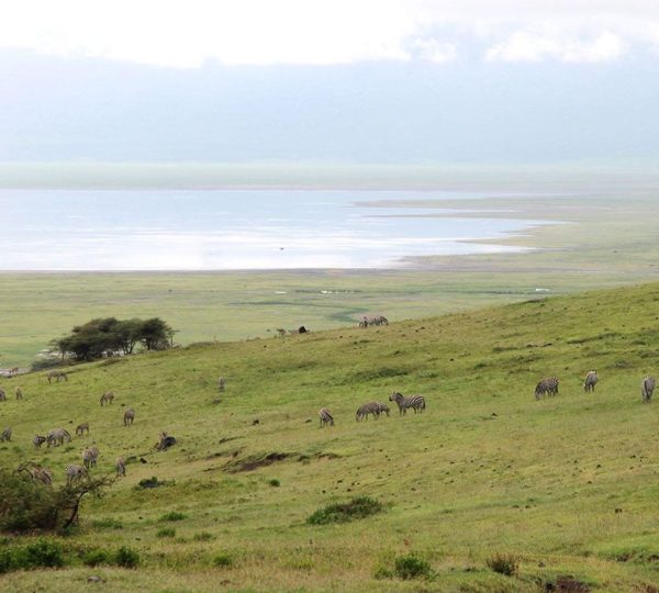 Zebres Neptune Ngorongoro Luxury Lodge