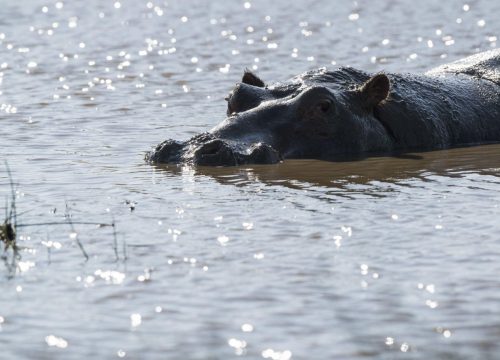 ¿Qué animales observar en el lago Victoria?