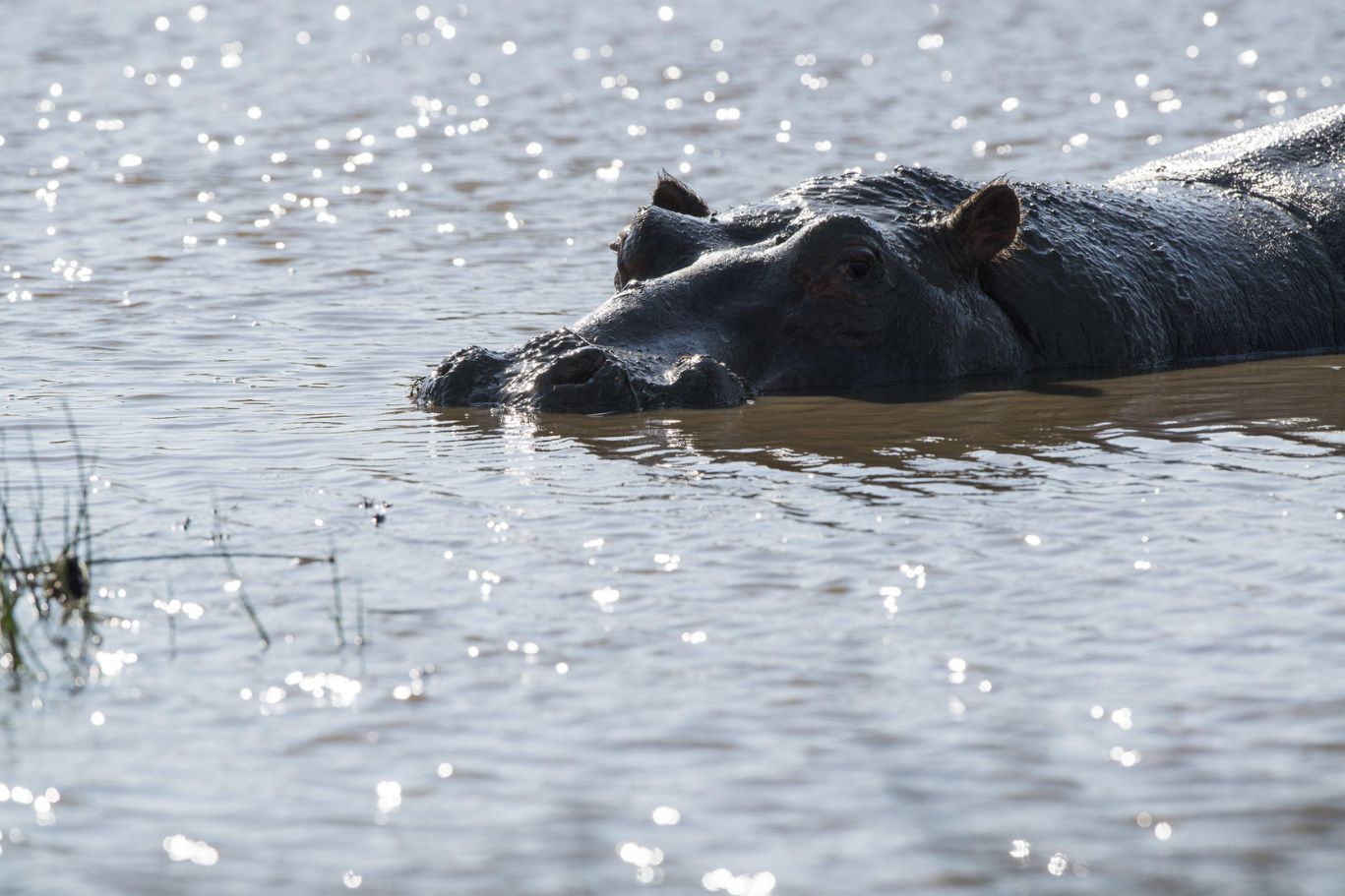 hippopotame KUBU KUBU TENTED LODGE TANZANIA