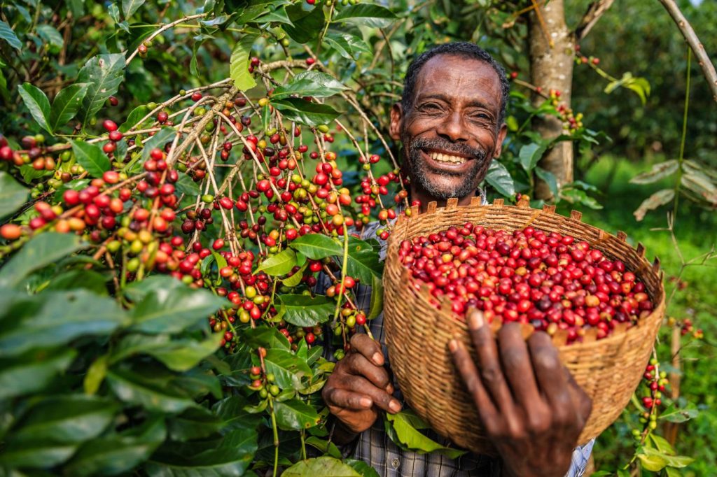 plantación de café MACHWEO