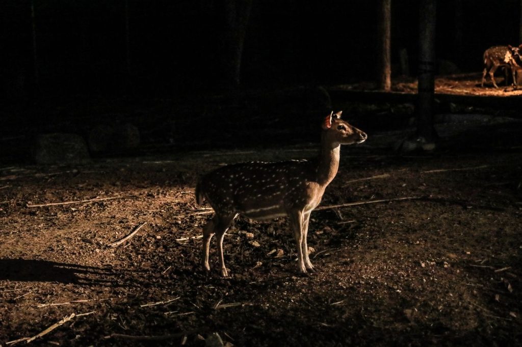 safari nocturno