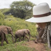 safari de elefantes