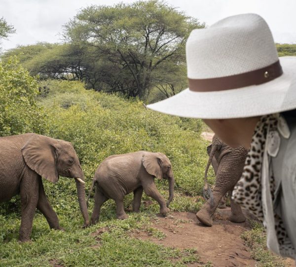 Safari