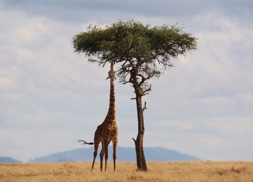 Descubre la jirafa: majestuoso mamífero de la sabana africana de largo cuello