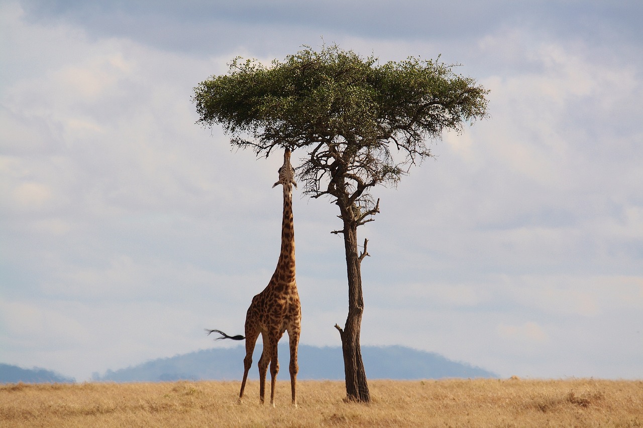 Girafe en Tanzania