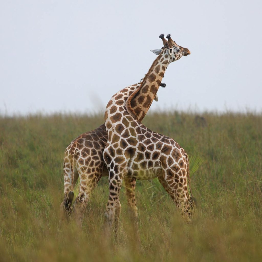 Girafes