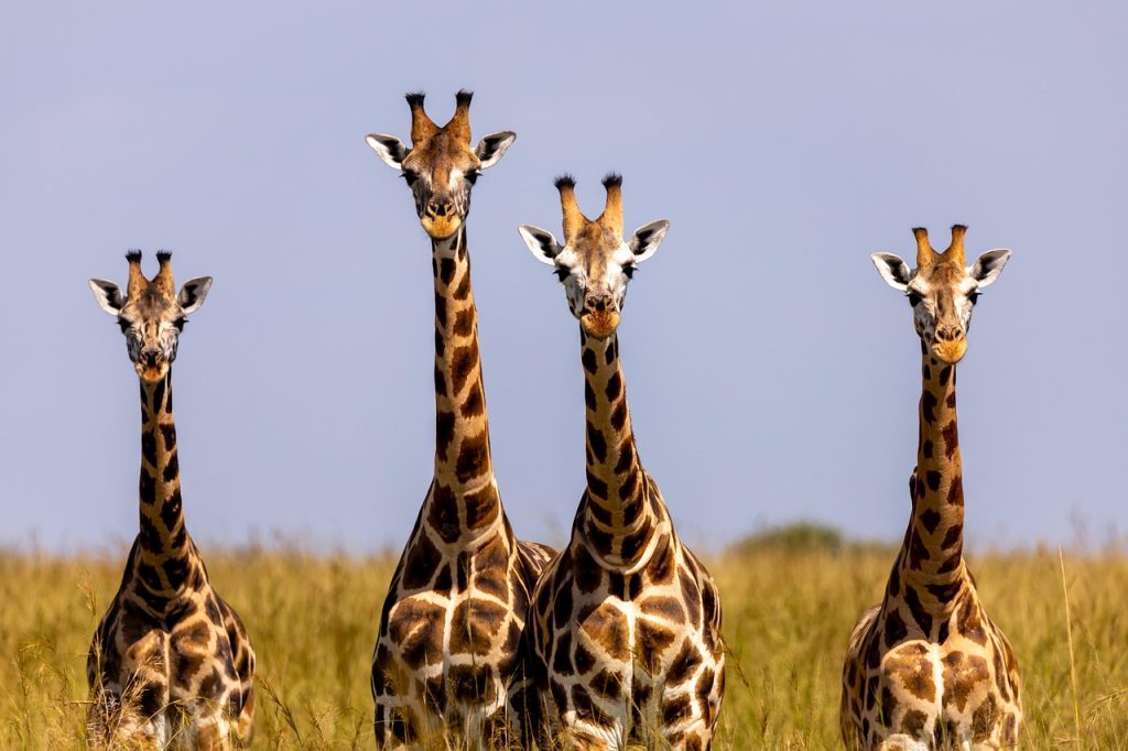 Familia de jirafas