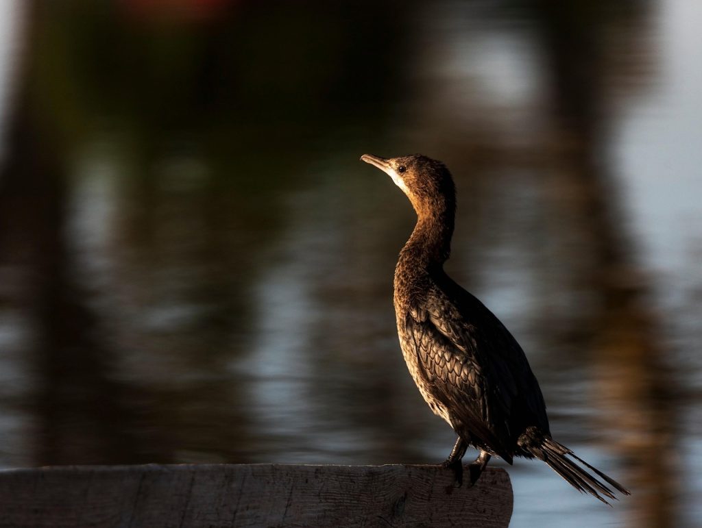 cormorán, naturaleza, ornitología