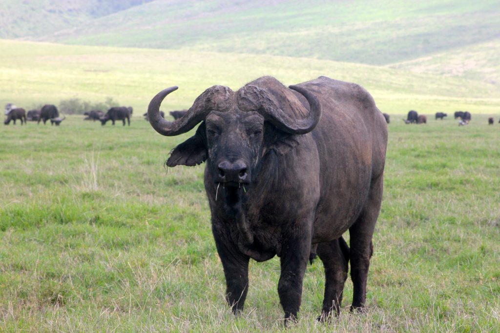 El búfalo del parque Serengeti