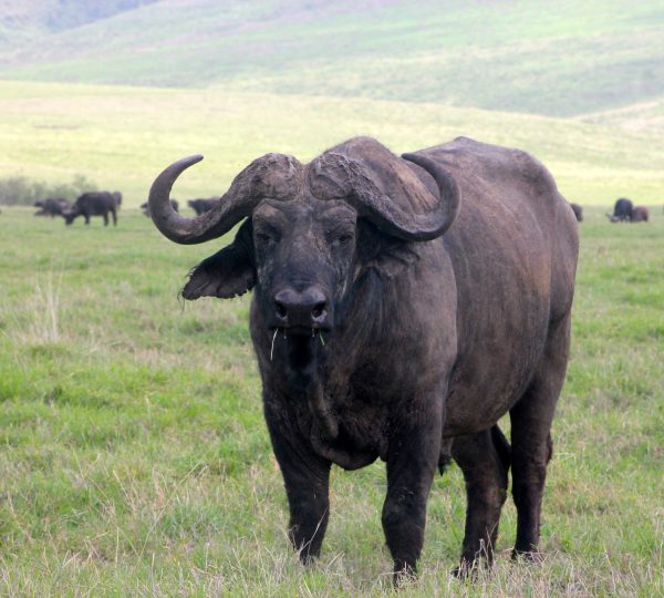 El búfalo del parque Serengeti