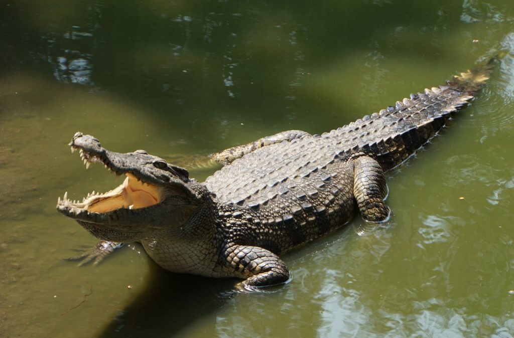 Cocodrilo en el lago Victoria