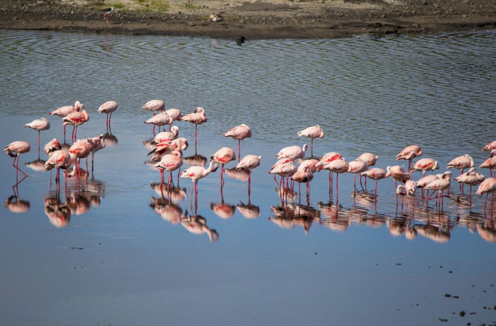 Flamencos rosas del lago Victoria
