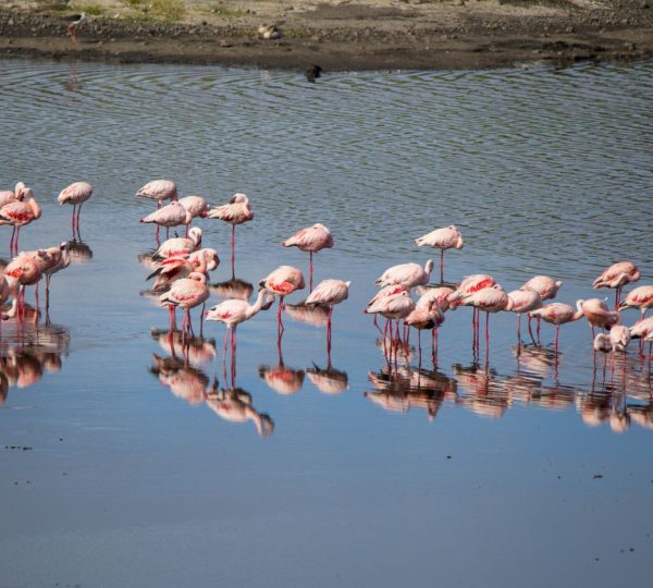Flamencos rosados en el lago Victoria