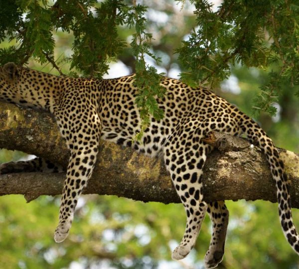 Leopardo del Serengeti