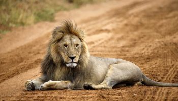Safari en grupo Espíritu de Tanzania