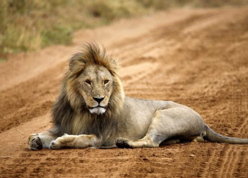 Safari en grupo Espíritu de Tanzania