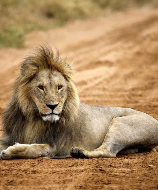 Safari en grupo Espíritu de Tanzania