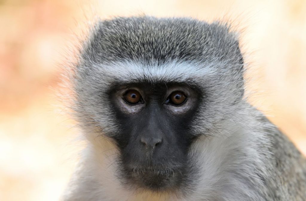 Mono vervet