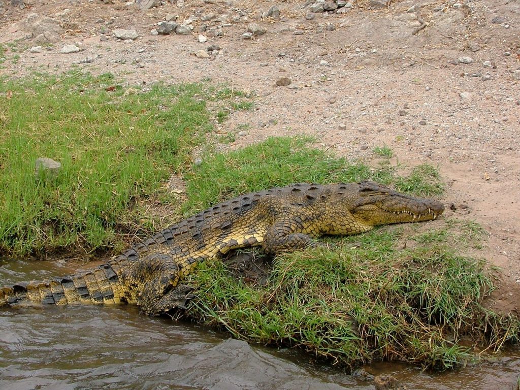 Cocodrilo del Serengeti