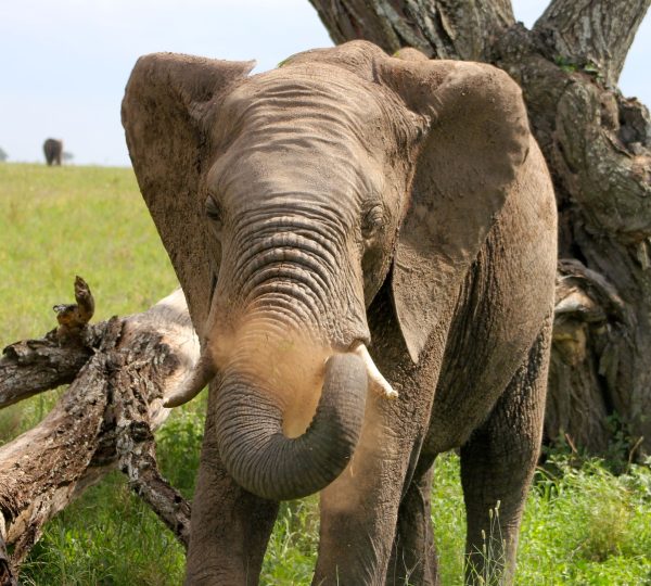 El elefante del parque Serengeti