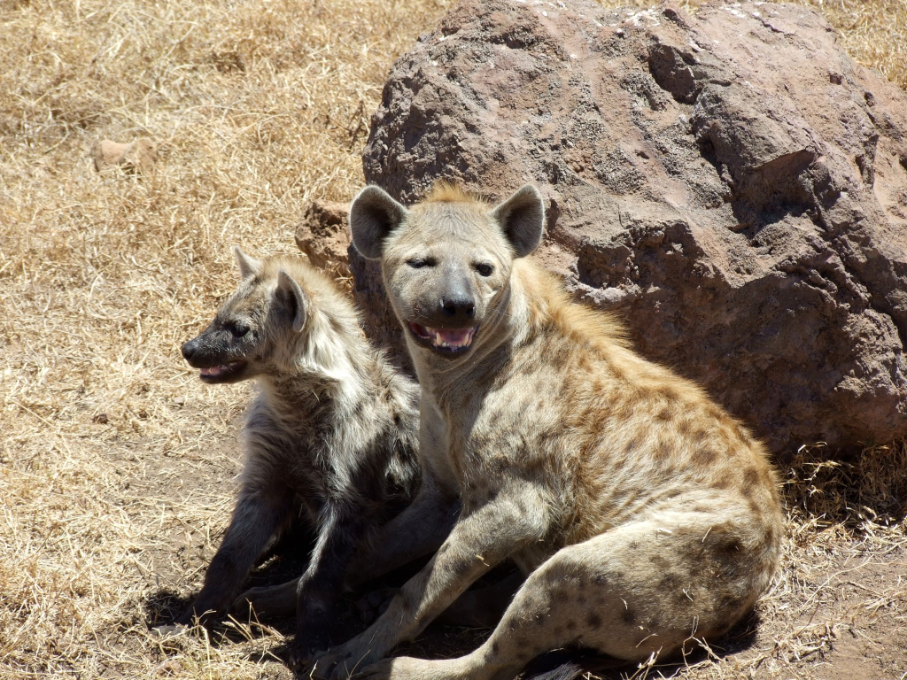 La hiena del parque Serengeti