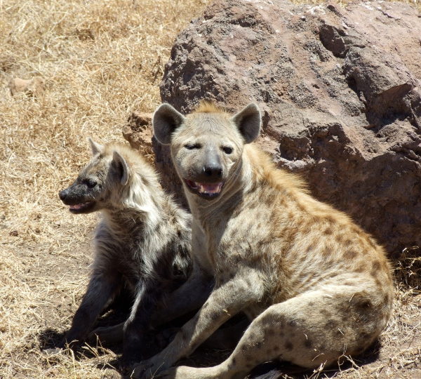 La hiena del parque Serengeti