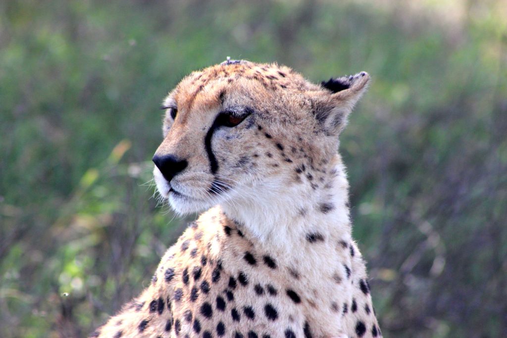 El leopardo del parque Serengeti