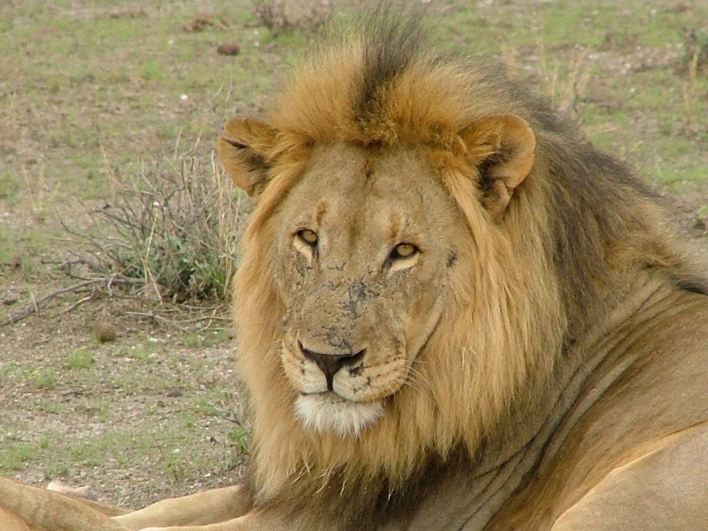 Le lion du parc Serengeti