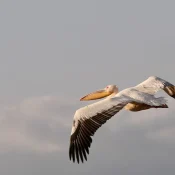 Las aves en Tanzania