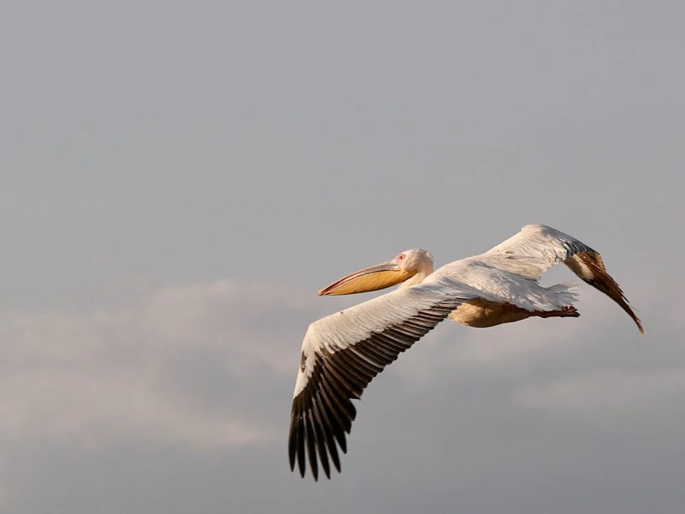 Las aves en Tanzania