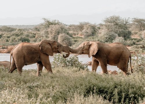 Safari Karibuni 5 días
