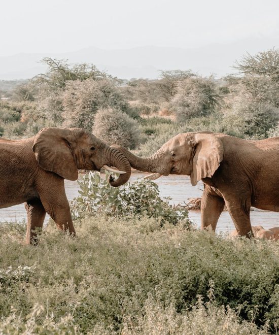 Safari Karibuni 5 días