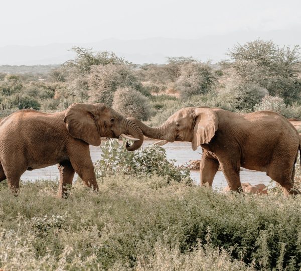 Elephant Tanzania