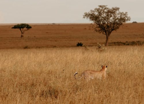 Cuándo viajar a Tanzania
