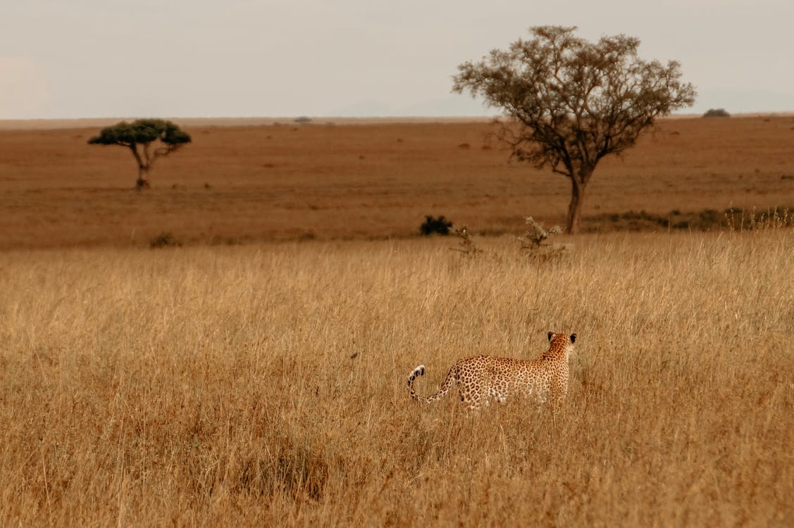 ¿Cuándo viajar a Tanzania?