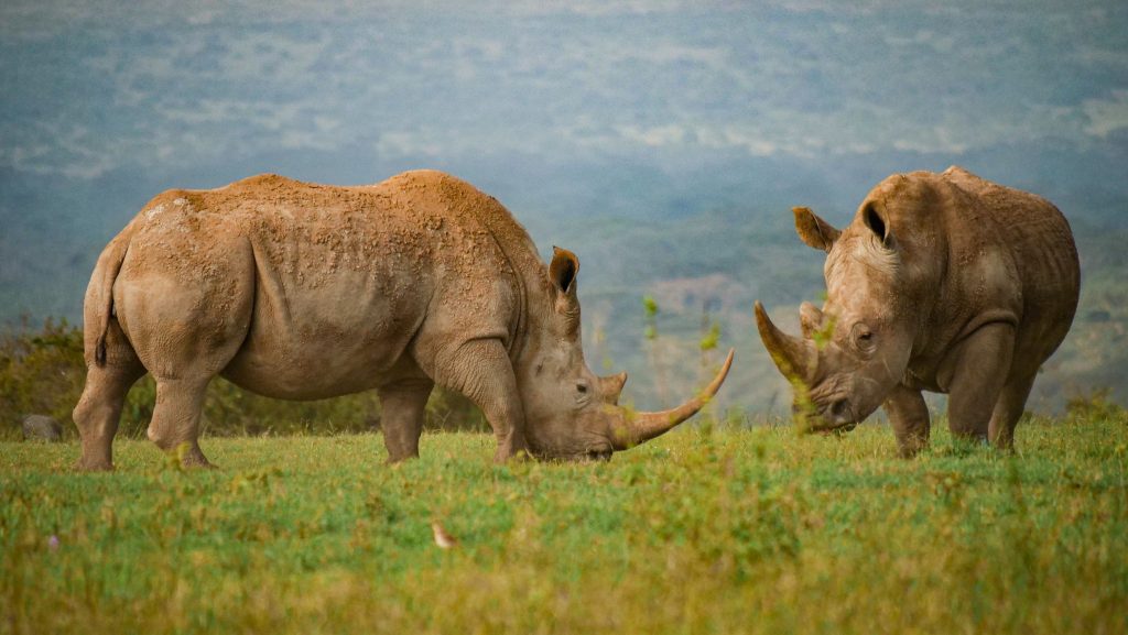 El rinoceronte del parque Serengeti