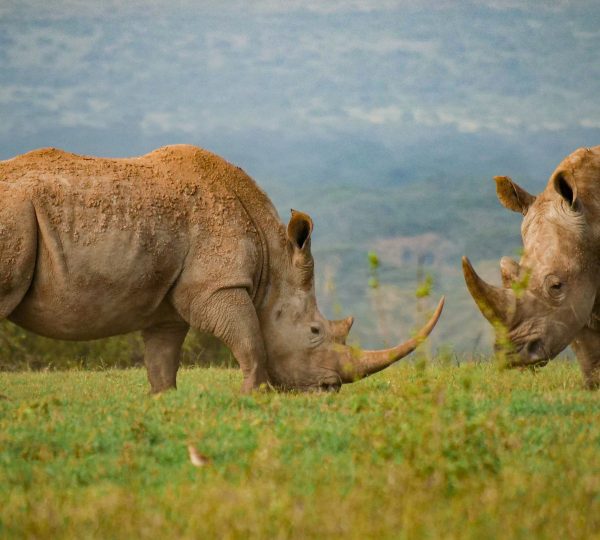 El rinoceronte del parque Serengeti