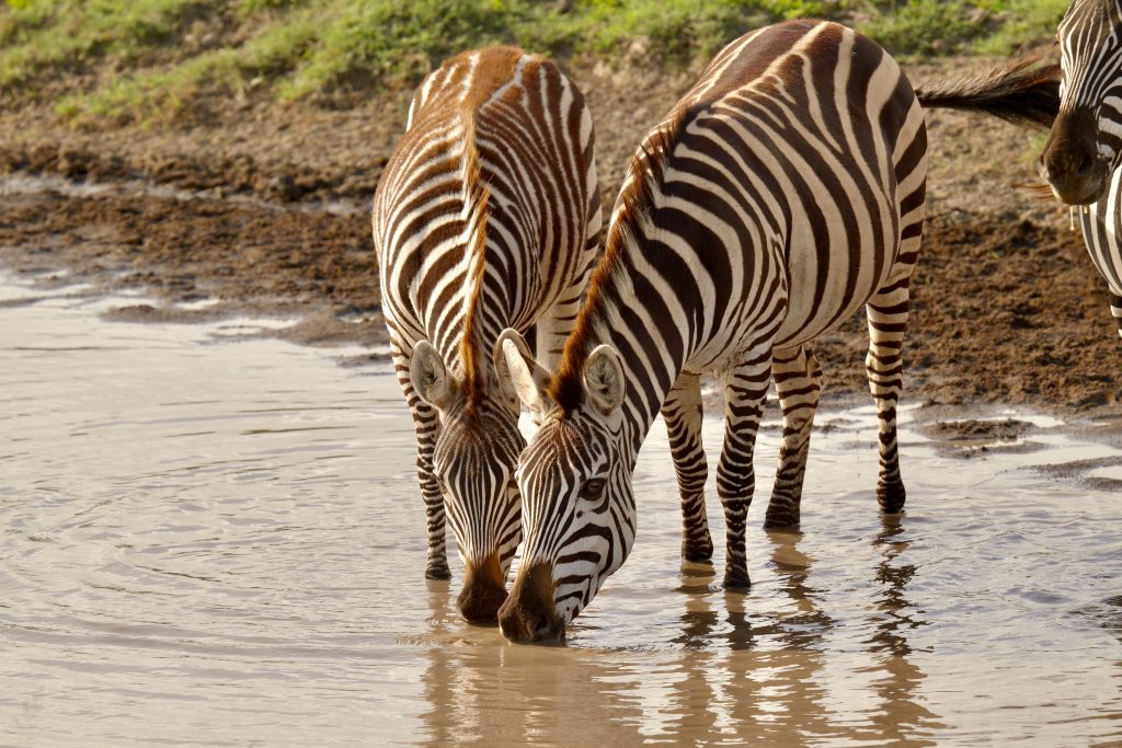 Cebras del Serengeti