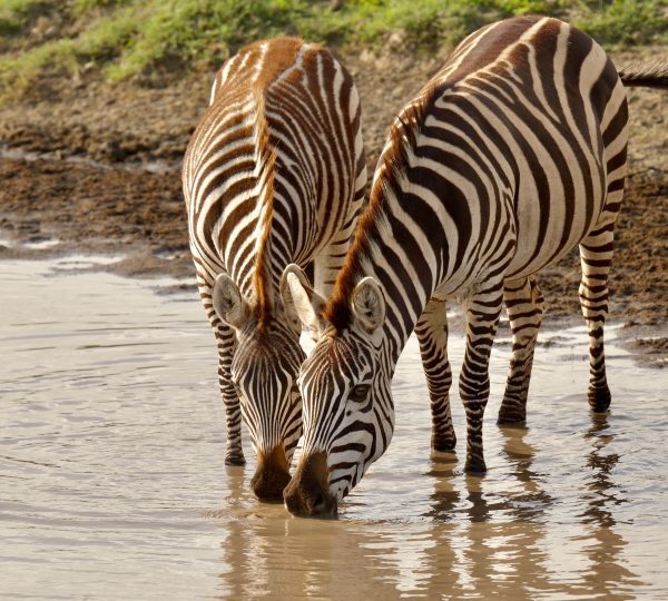 Cebras del Serengeti