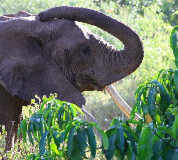Elefante de Manyara