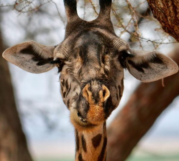 Girafe de Tarangire