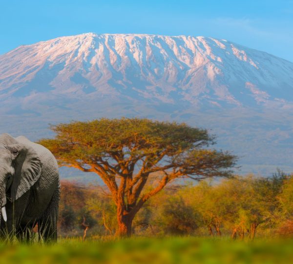 Kilimanjaro