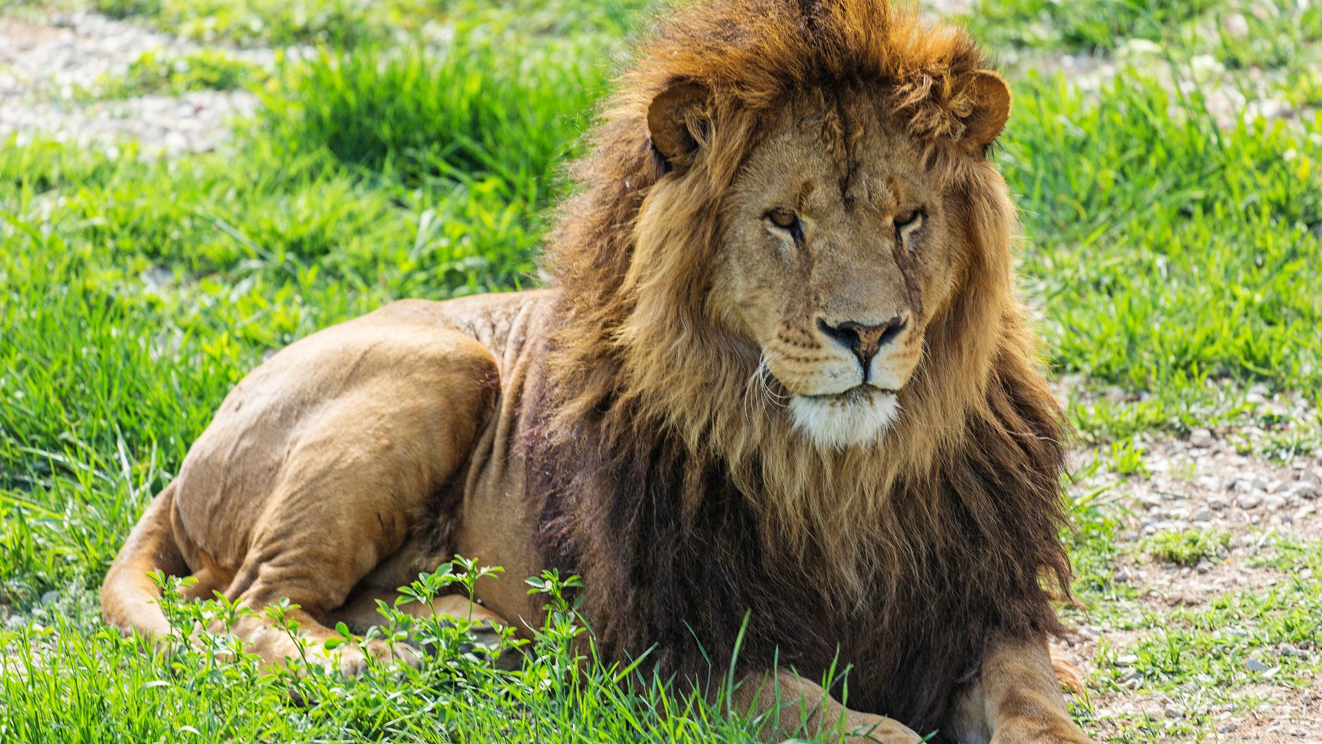 Lion Safari