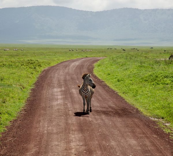 Cebra de Ngorongoro