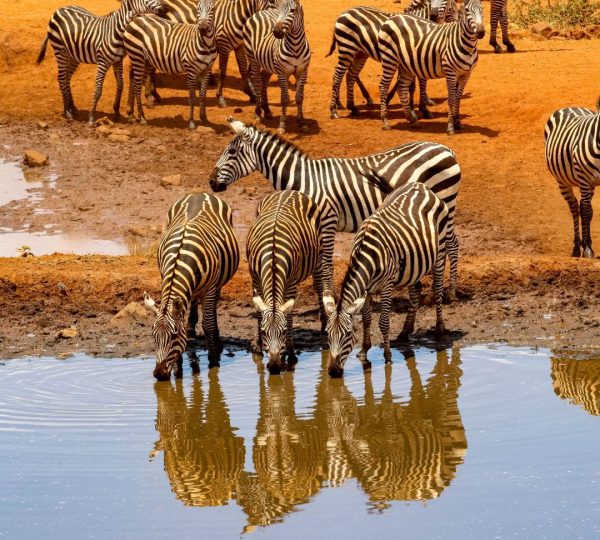 Safari familiar con cebras en Tanzania