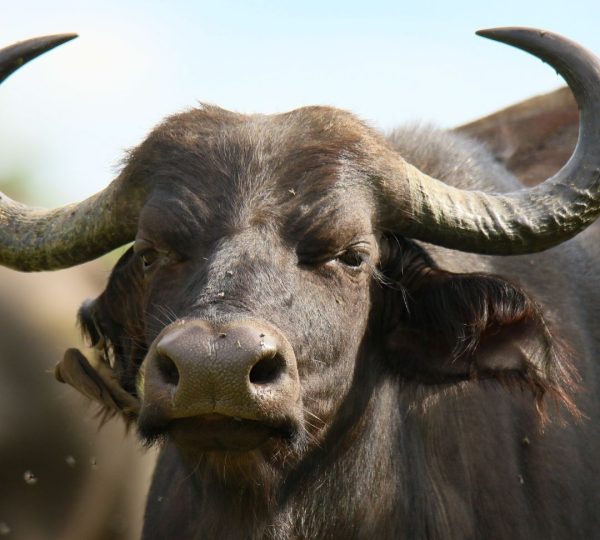 Búfalo de Tanzania