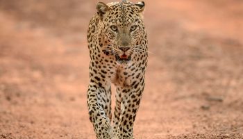Safari de 10 días Big Five y Zanzíbar