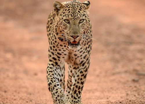 Safari de 10 días Big Five y Zanzíbar